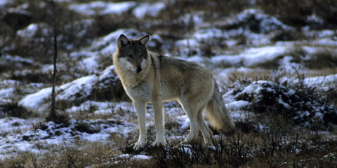 460 ulver i Skandinavia